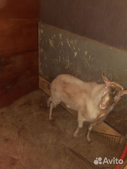 Продам козла