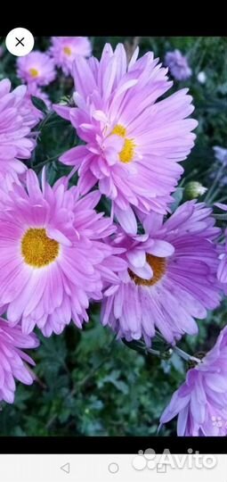 Многолетники в сад