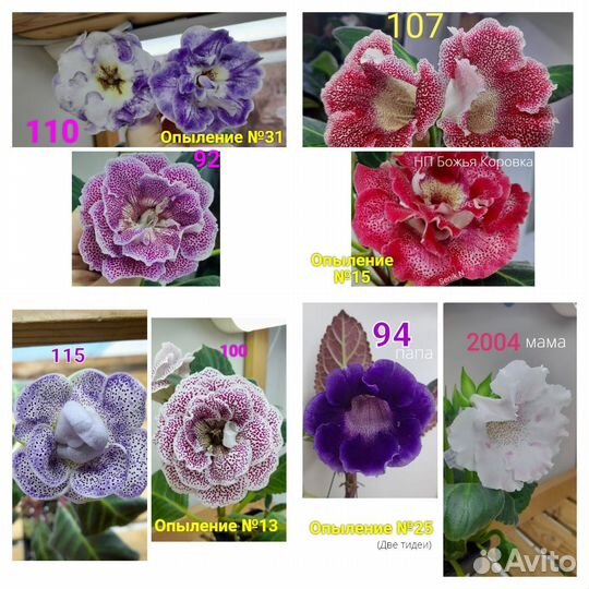 Глоксинии и тидеи семена часть 3