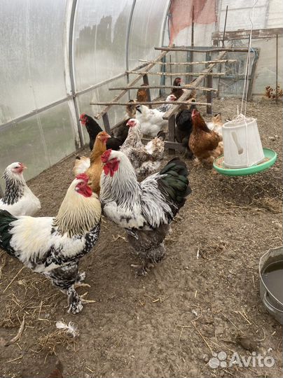 Инкубационное яйцо кур брама