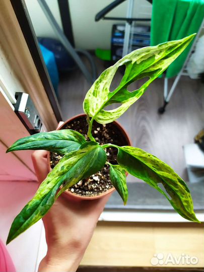 Монстера индо минт вариегатная