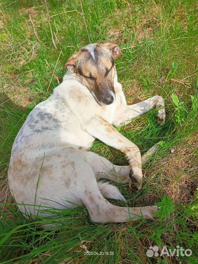 Замечательный мальчик