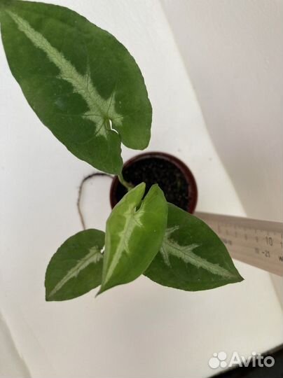 Сингониум сортовой