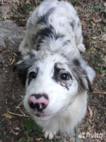 Кинолог, дрессировка щенков