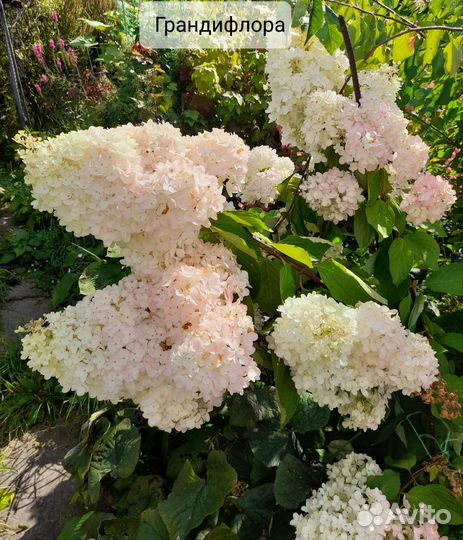 Гортензия метельчатая