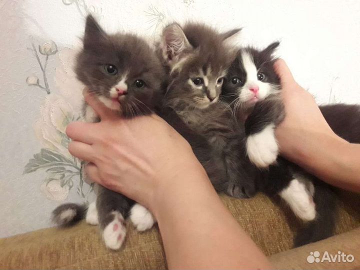 Котята 1,5 мес