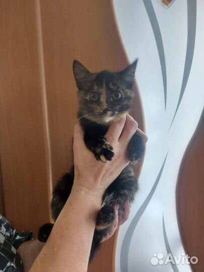 Очень ласковая кошечка