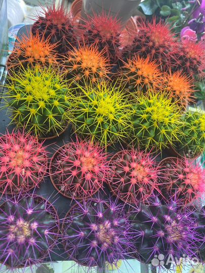 Продам цветы комнатные