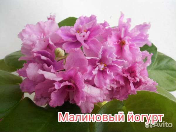 Листья фиалок