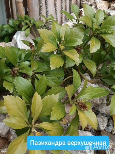 Рассада Папоротник Ирис Флоксы Почвопокровные Тимь