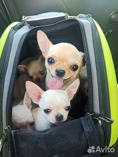 Чихуахуа щеночки мальчики