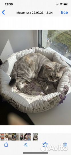 Отдаю в добрые руки