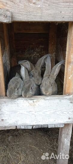 Кролики мясных пород