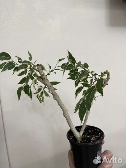 Фикусы сортовые