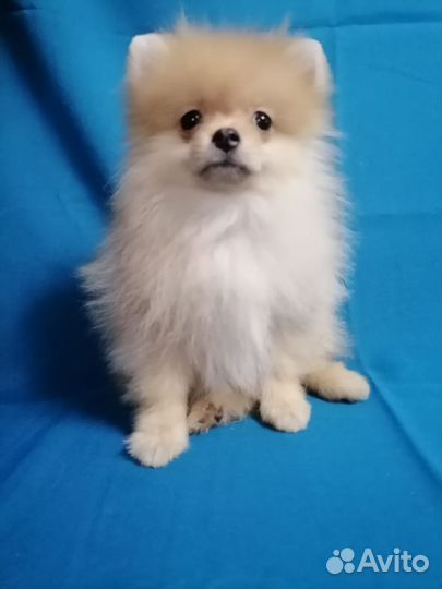 Маленькое солнышко