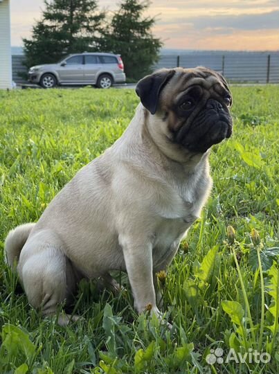 Мопс для вязки