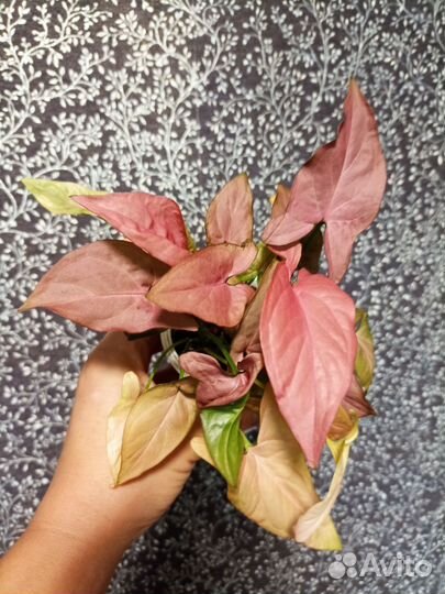 Сингониумы, сцендапсусы