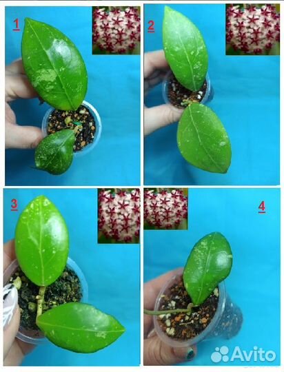 Хойи C-D-E-J-H-I-K-S-V-W Хойя