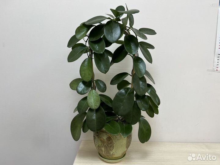 Хойя взрослая