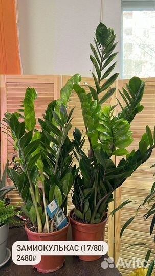 Замиокулькас