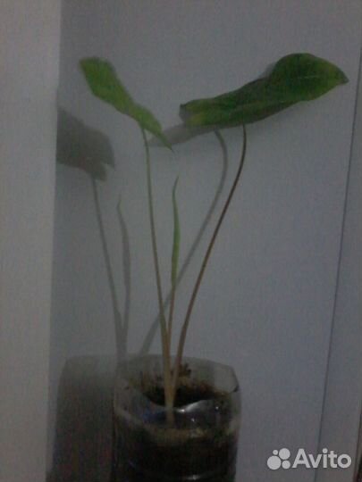 Продам сингониум