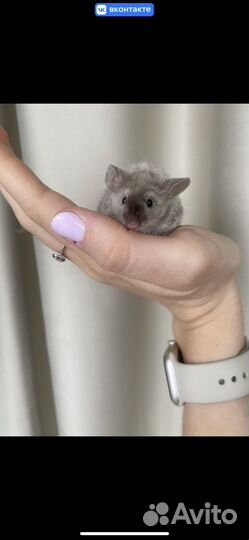 Кудрявые сатиновые мышки