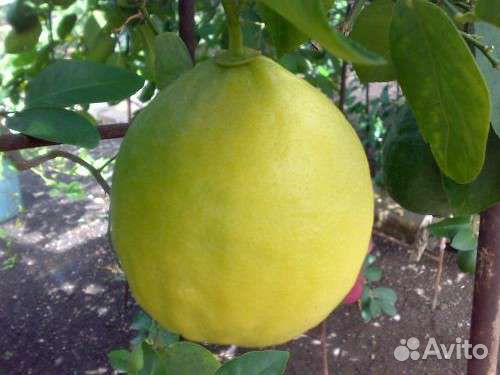 Лимон