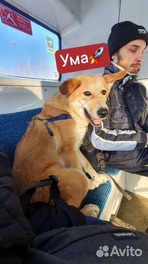 Не дайте умереть собачке в приюте