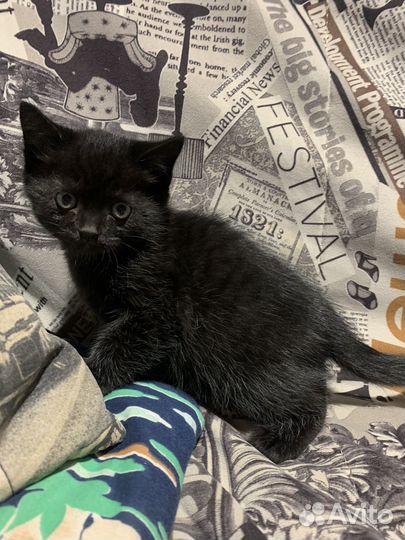 Шотландские котята