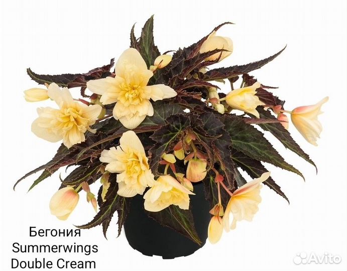 Черенки бегоний немезии