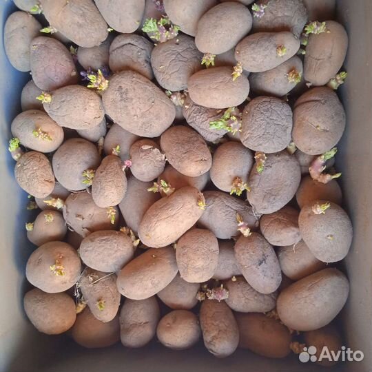 Семенной картофель