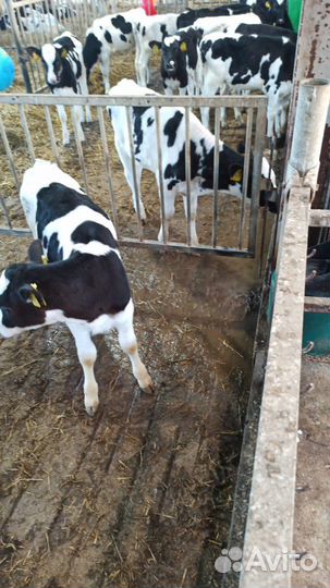 Телята мясной породы бычки