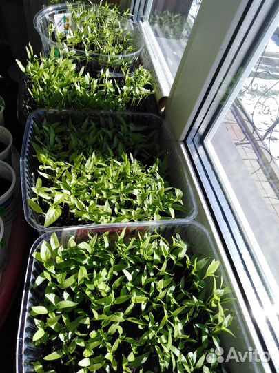 Рассада перца