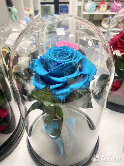 Роза в колбе