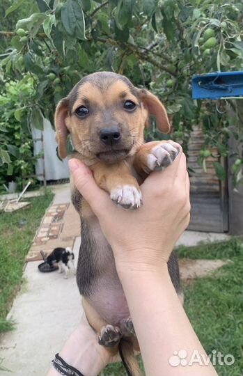 Отдам бесплатно щенки