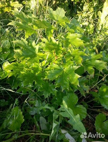 Саженцы Клен, Ирга, Рябина, Вишня