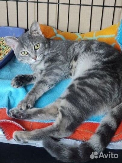 Ласковый молоденький котик