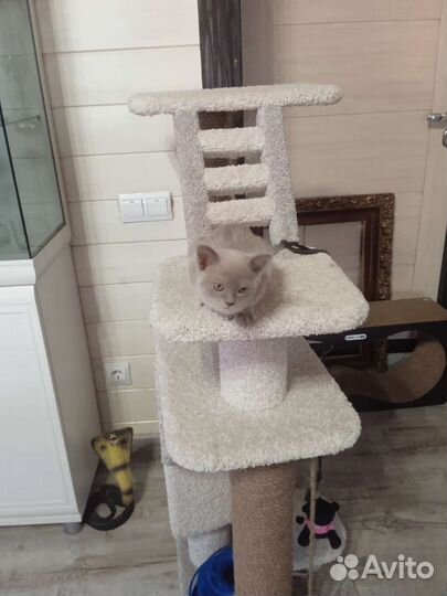 Бурманская