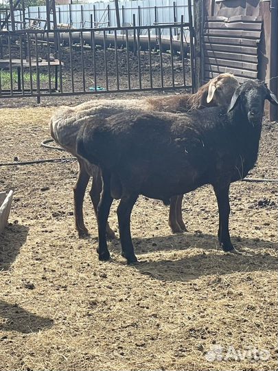 Баран производитель