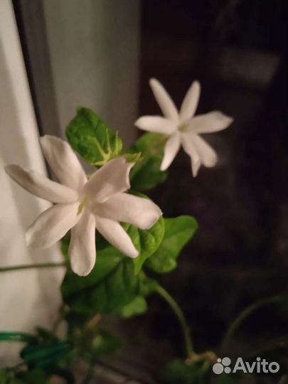 Комнатные растения