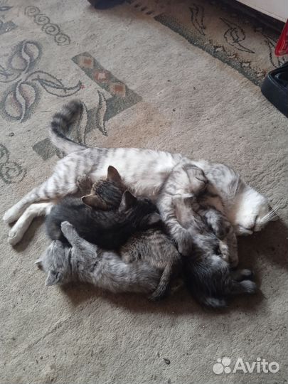 Отдам котят в добрые руки