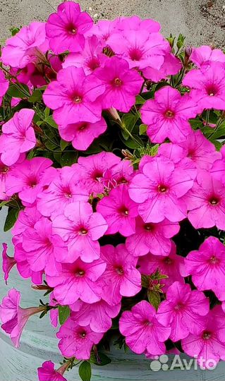 Семена многолетних цветов, отправляю почтой РФ