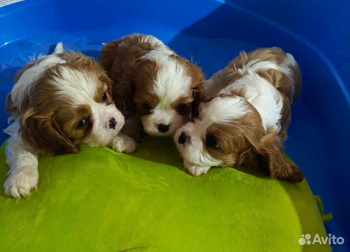 Девчули кавалерочки РКФ