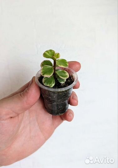 Суккуленты