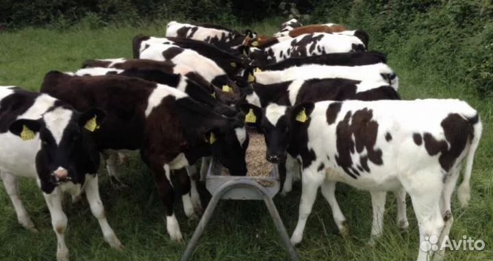 Бычки телята