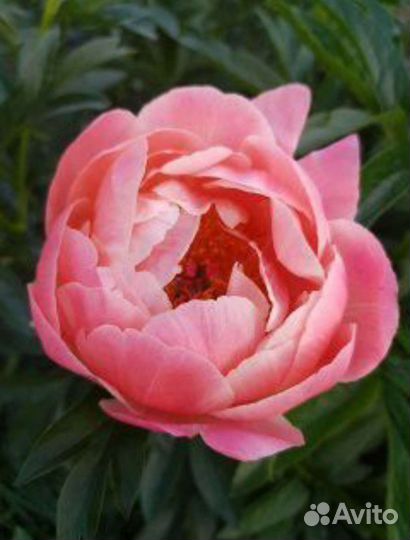 Корал Шарм пион