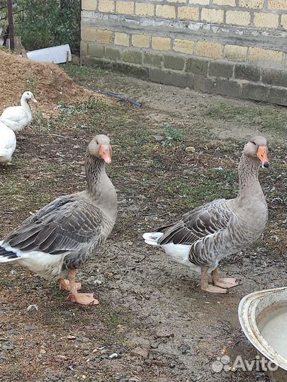 Утки муларды гуси