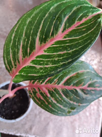Аглаонема Дрим Кетчер