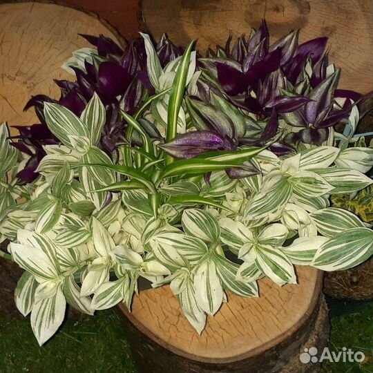 Традесканция