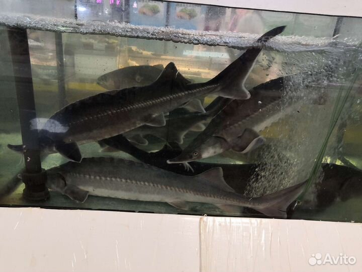 Форель (0,7 - 1,5кг) Карп (0.9 - 2 кг) Живая Рыба